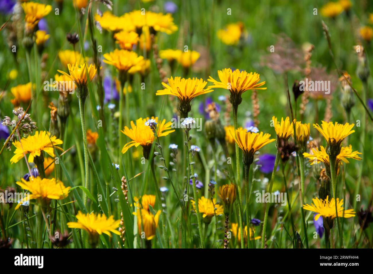 Artenreiche Blumenwiesen im Waliser Val de Bagnes Stockfoto