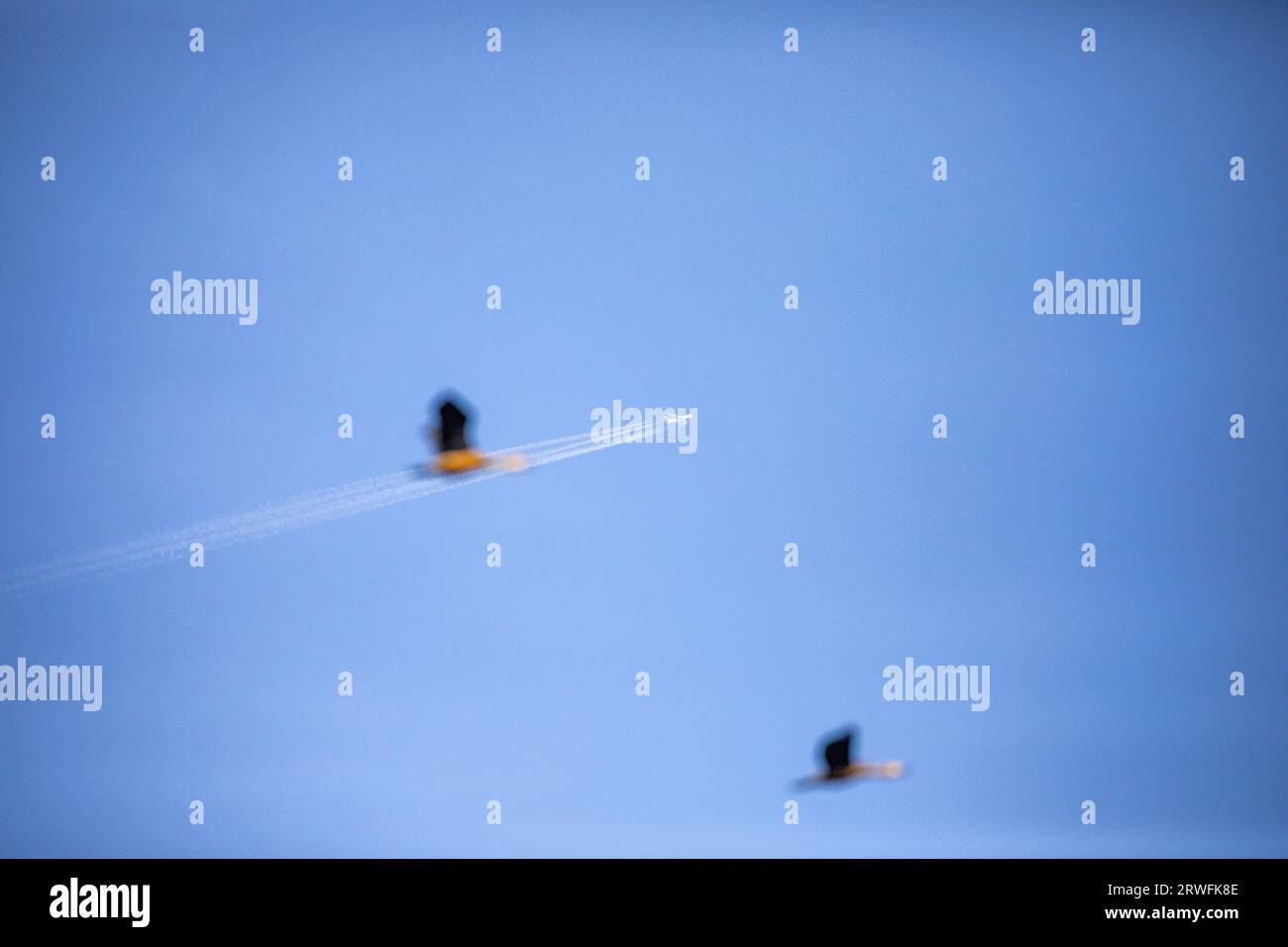 Ein Passagierflugzeug mit Kondensstreifen oder Dampflok gegen den klaren blauen Himmel und fliegende Zugvögel über dem Himmel des Jahangirnagar University Lake. Stockfoto