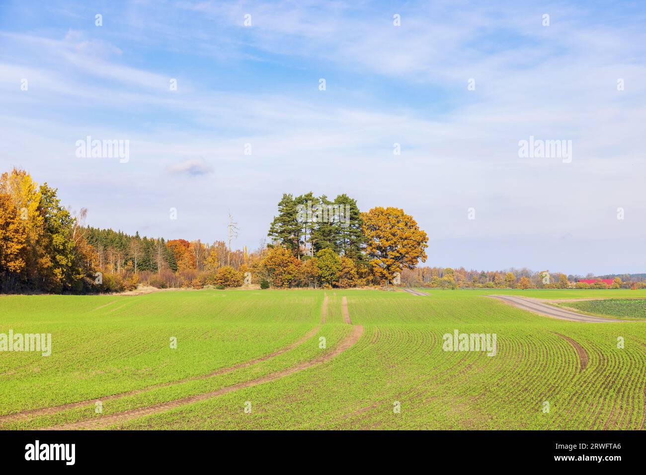 Feld mit Herbstaussaat auf dem Land Stockfoto