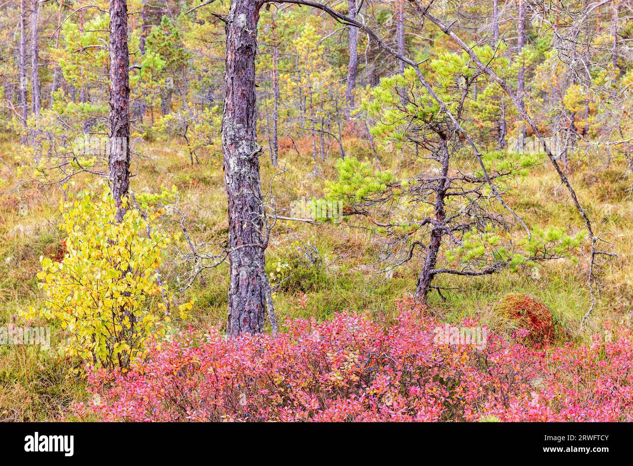Rote Blaubeersträucher auf einem Waldmoor im Herbst Stockfoto