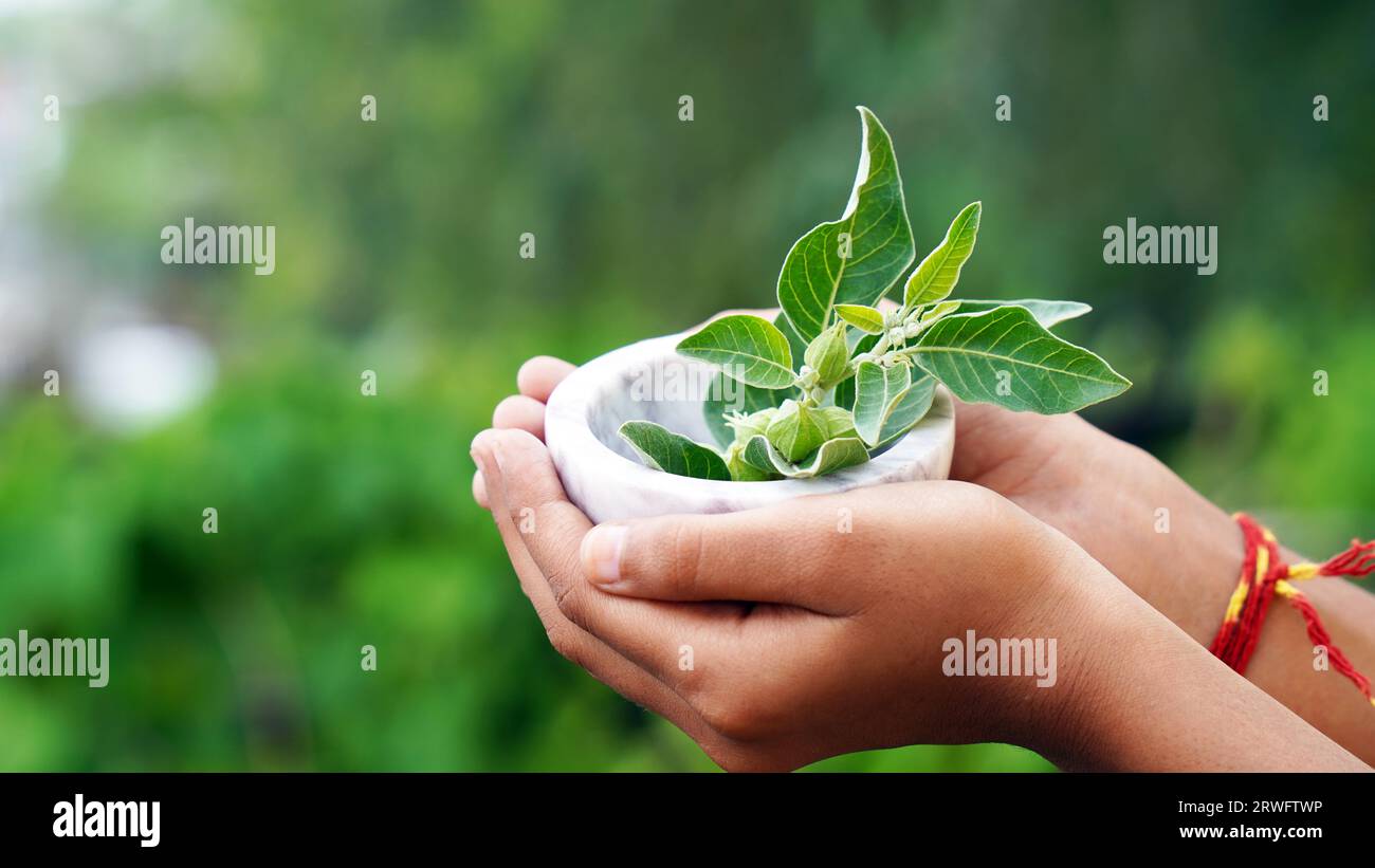 Withania-somnifera-Pflanze. Allgemein bekannt als Ashwagandha (Winterkirsche), ist eine wichtige Heilpflanze, die in Ayurved verwendet wurde. Indischer Ginseng Stockfoto