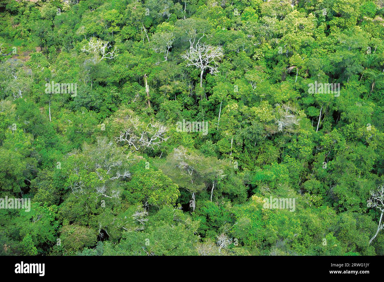 Luftaufnahme des Amazonas-Regenwaldes Stockfoto