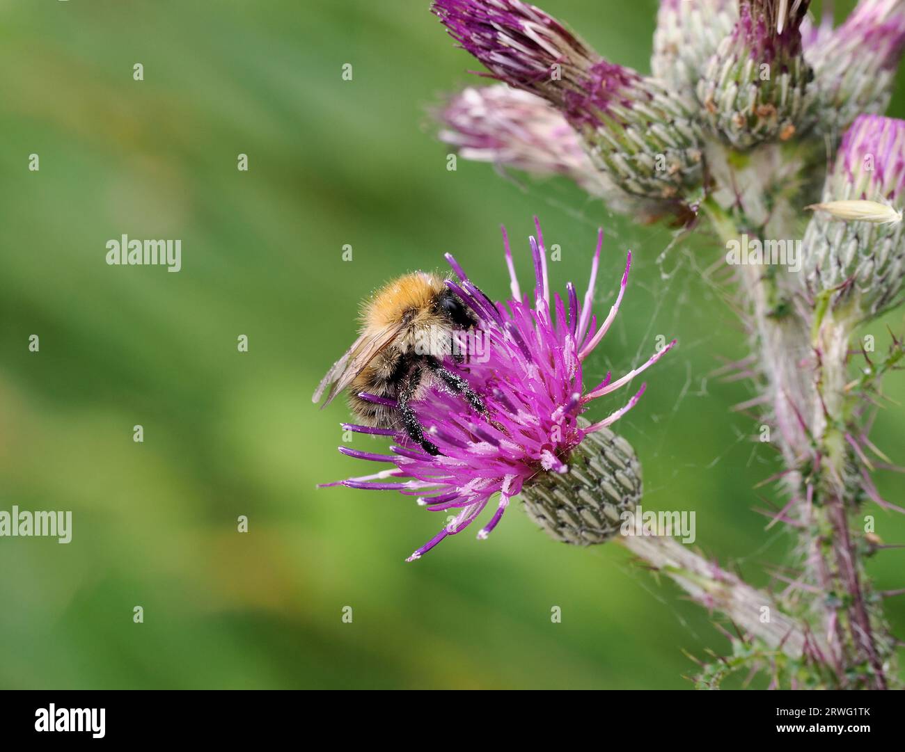 Carder Bee (Bombus pascuorum) auf Distelblüte, mit Pollen bedeckt, Norfolk, England, Juli Stockfoto
