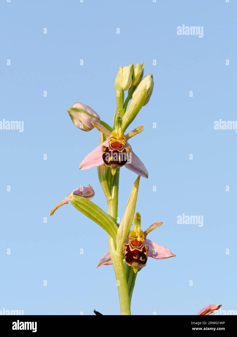 Europäische BienenOrchidee (Ophrys apifera) zwei offene Blüten auf Spike, Herefordshire, England, Juni Stockfoto