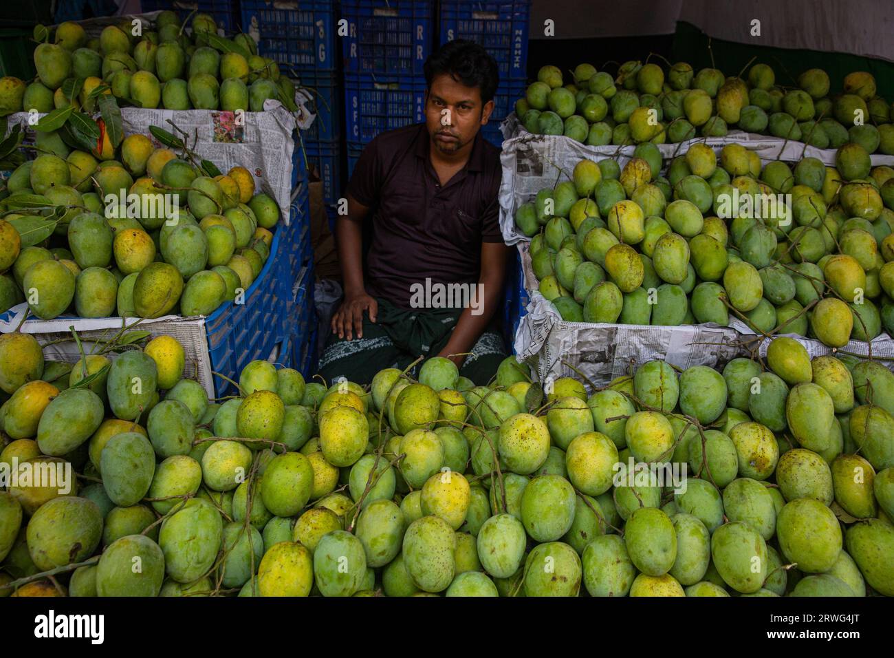 Verschiedene Mangoarten auf dem National Fruits Festival, das vom landwirtschaftsministerium in Dhaka, Bangladesch, organisiert wird. Stockfoto