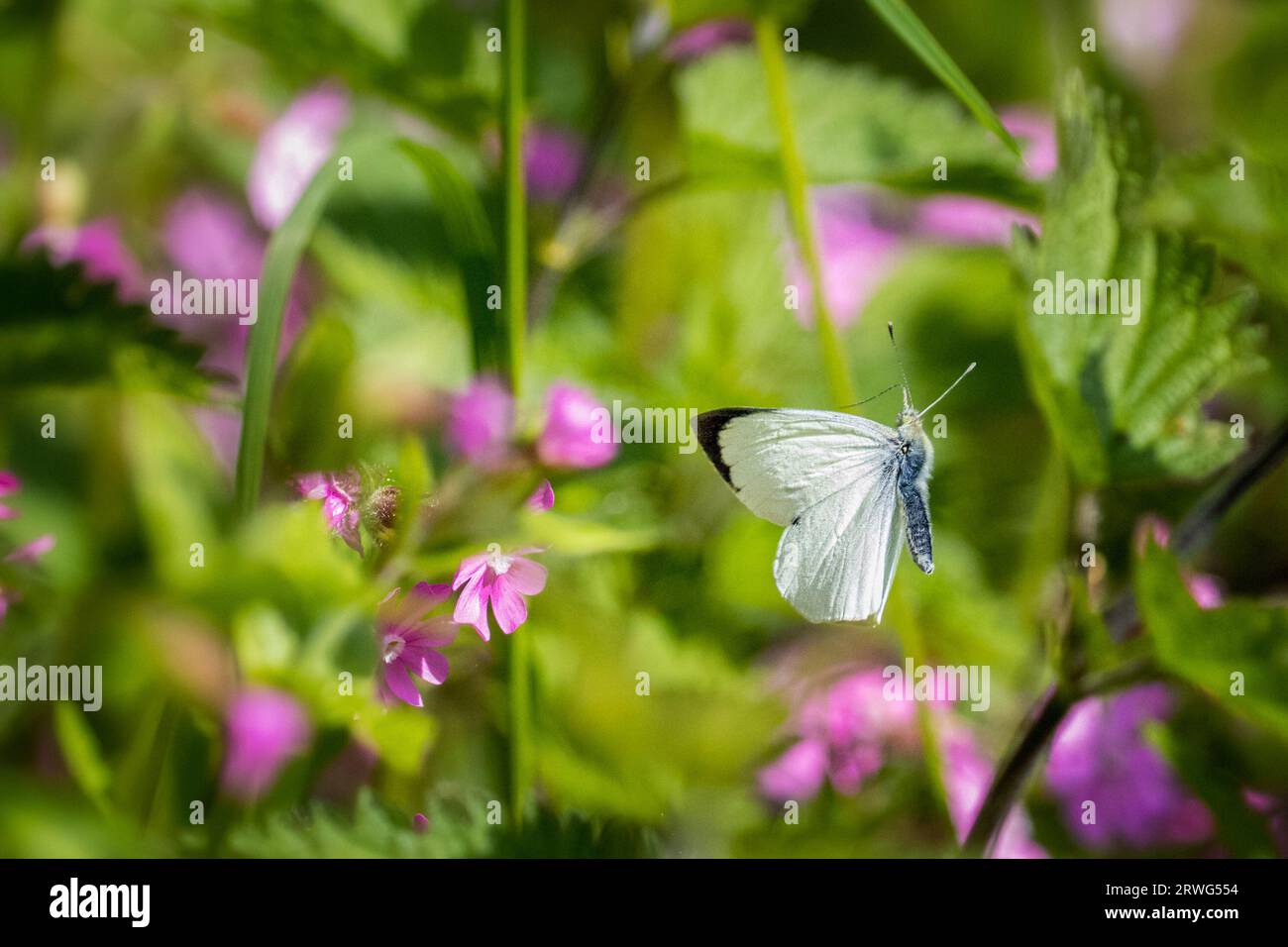 Großer weißer Schmetterling (Pieris Brassicae), der in Richtung Wildblumen in der Hecke fliegt, britische Tierwelt. Stockfoto