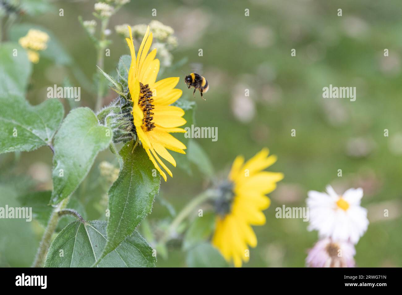 Biene schwebt neben einer kleinen Sonnenblume Stockfoto