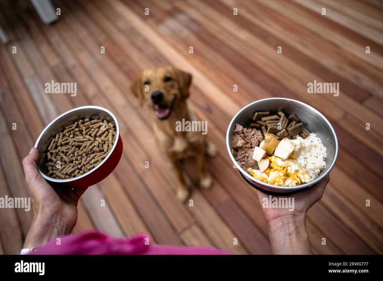 Über der Schulter Blick auf einen Besitzer, der zwei Schüsseln mit Hundefutter hält, eine mit nur trockenen Pellets und eine mit gekochten Körnern und Eiern. Ihr wunderschönes Gold Stockfoto