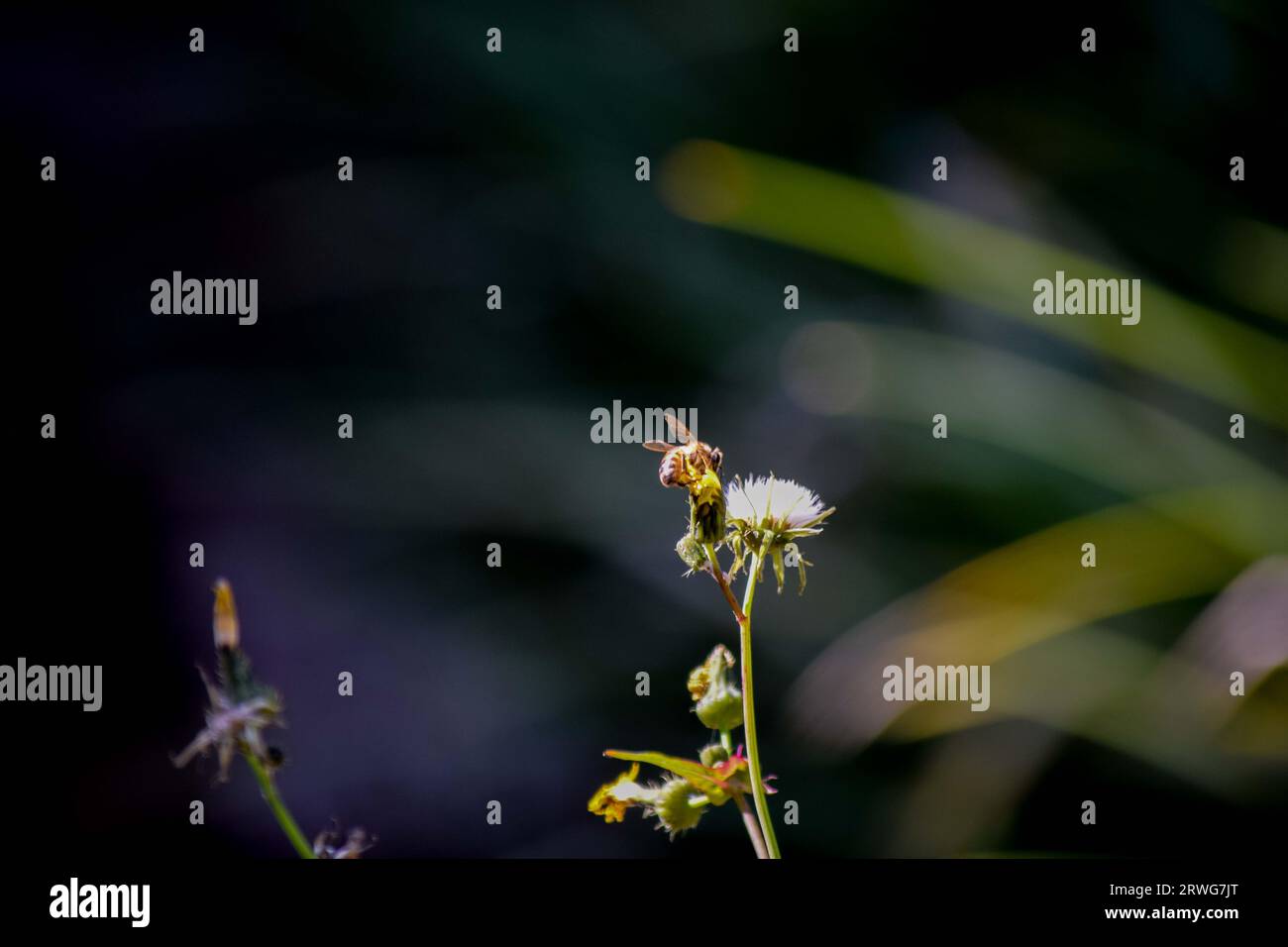 Biene auf weißer Blume im Garten Stockfoto