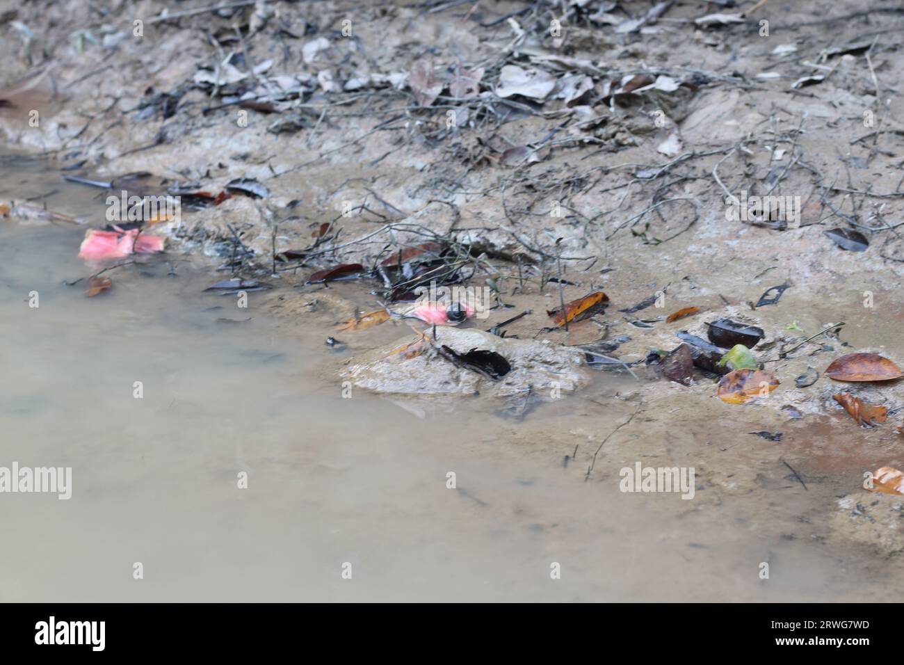Nahansichten auf das Wasser und den Boden des Mangrovenwaldes Stockfoto