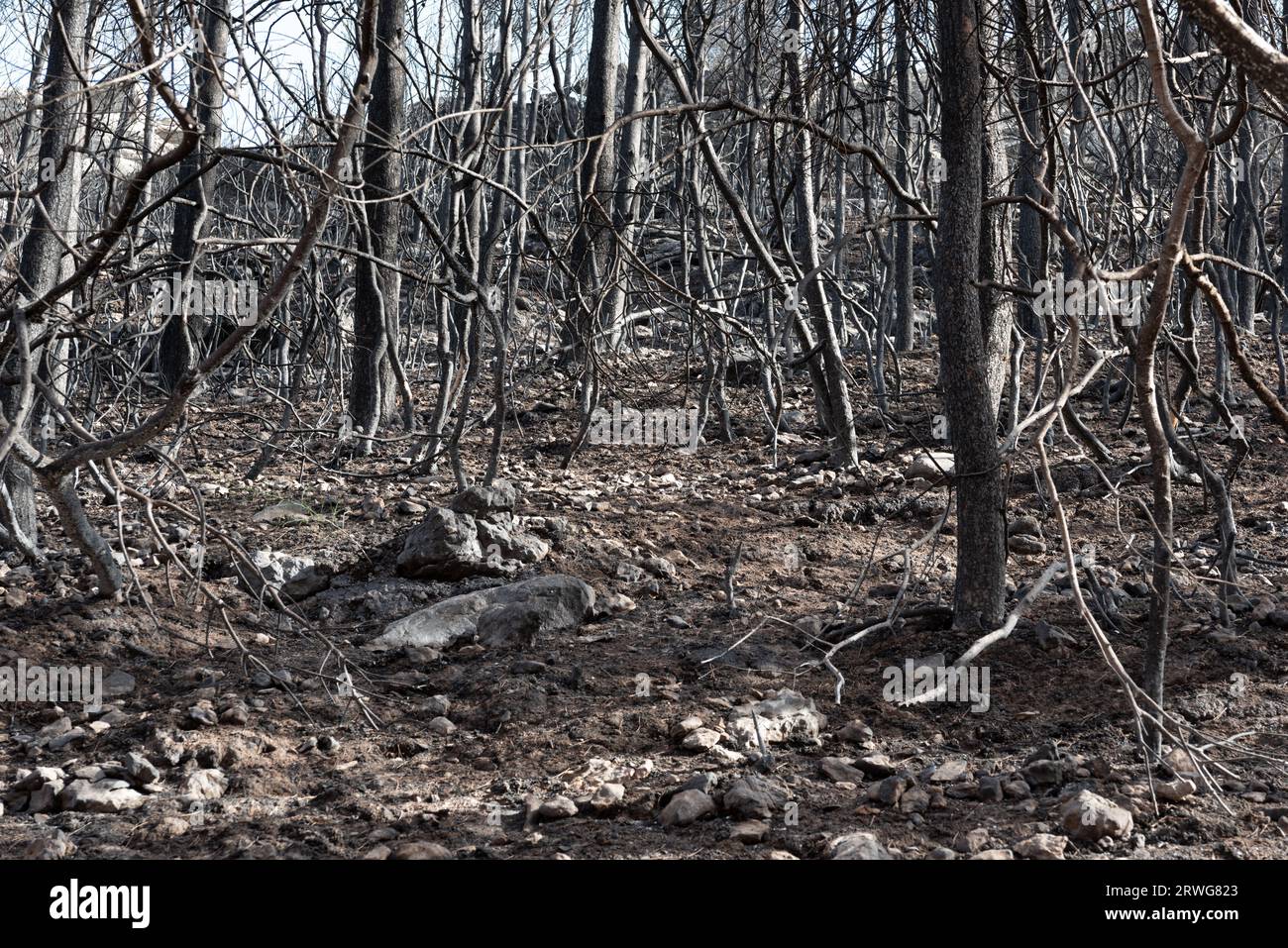 Wildbrand im Naturpark Sintra Cascais im Juli 2023, der den Boden bedeckt mit Asche und Bäumen und Büschen, die durch das Feuer in Portugal geschwärzt wurden Stockfoto