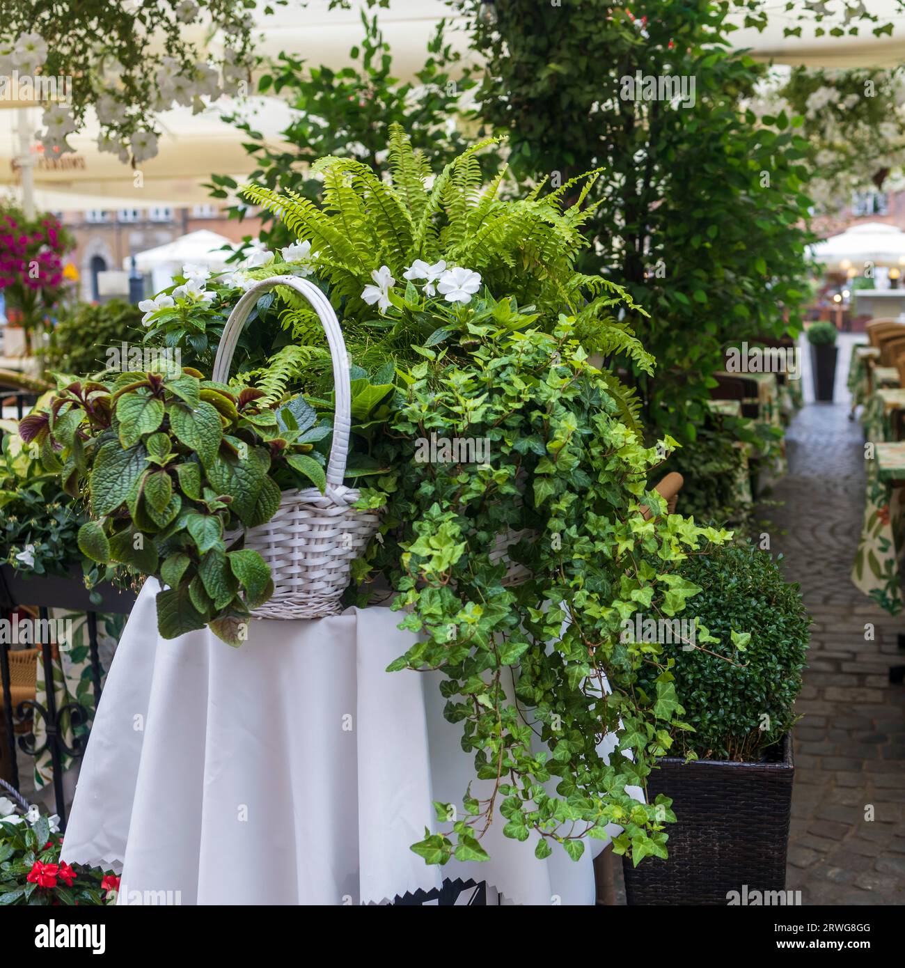 plectranthus neochilus, Efeu und Farn und Impatiens walleriana in einem Korb auf einem Tisch mit weißer Tischdecke schmücken den Eingang zu einem Restaurant Stockfoto