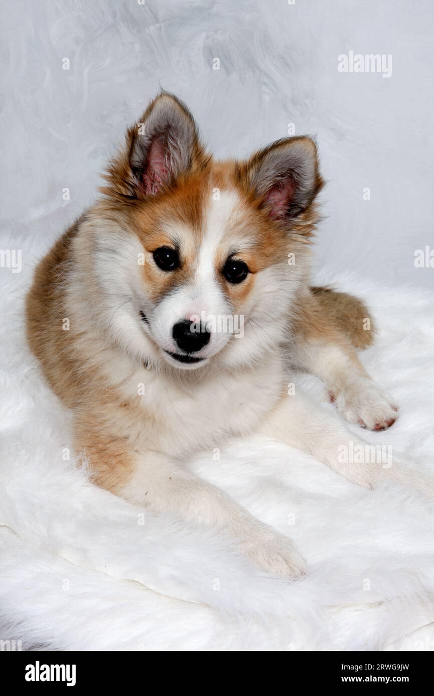 Der norwegische Lundhund ruht sich aus und schaut in die Camara. Manche nennen es auch einen norwegischen Puffinhund. Stockfoto