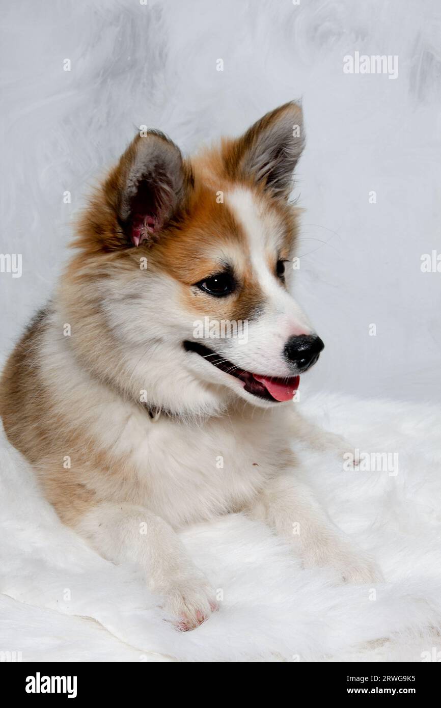 Der norwegische Lundhund ruht sich aus. Manche nennen es auch einen norwegischen Puffinhund. Stockfoto