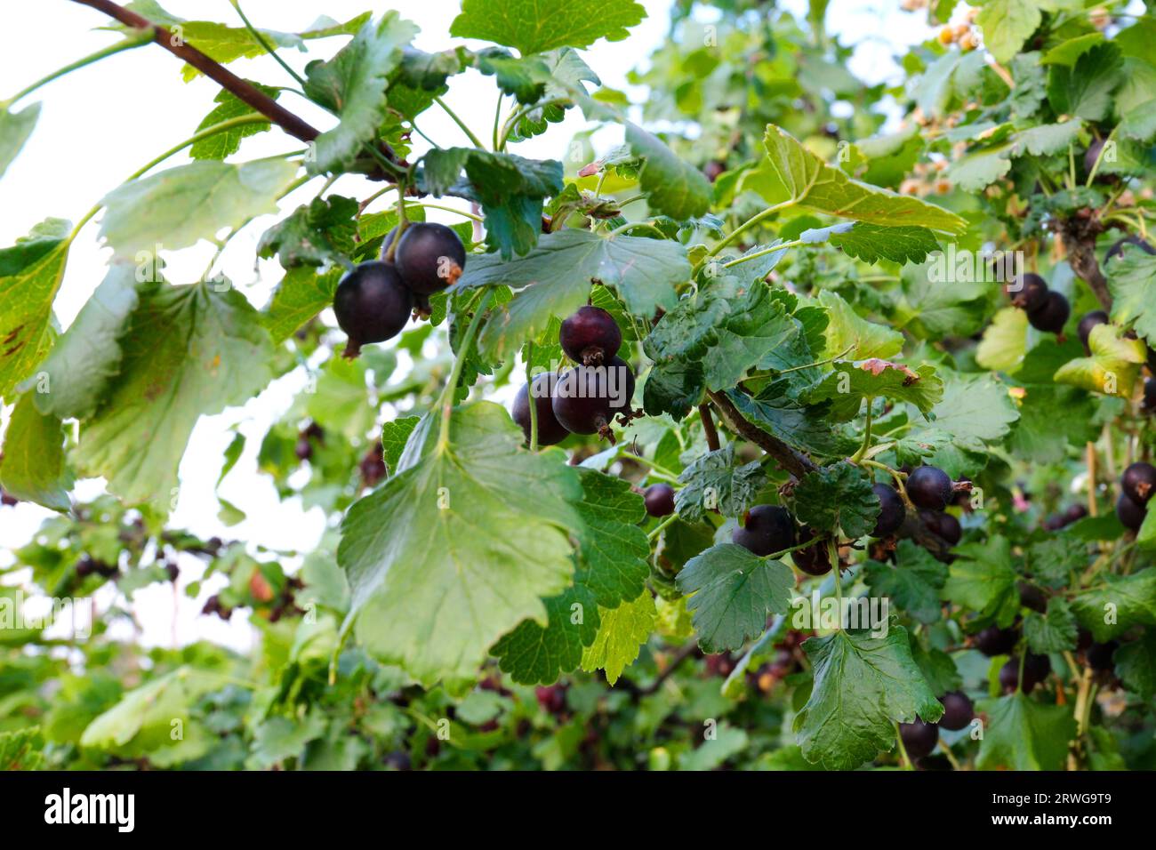 Auf dem Ast befinden sich reife schwarze Beeren von Yoshta. Hochwertige Fotos Stockfoto