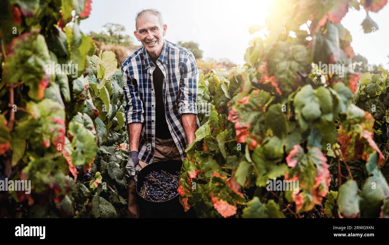 Senior Farmer man Arbeit auf dem Bauernhof - Kleinunternehmen Landwirtschaft und Ernte Konzept - Real People Lifestyle Konzept Stockfoto