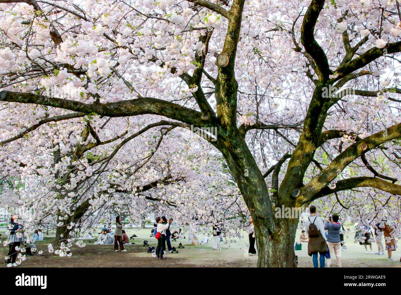 Touristen, die Kirschblüten im Shinjuku Gyoen National Garden in Tokio, Japan, genießen Stockfoto