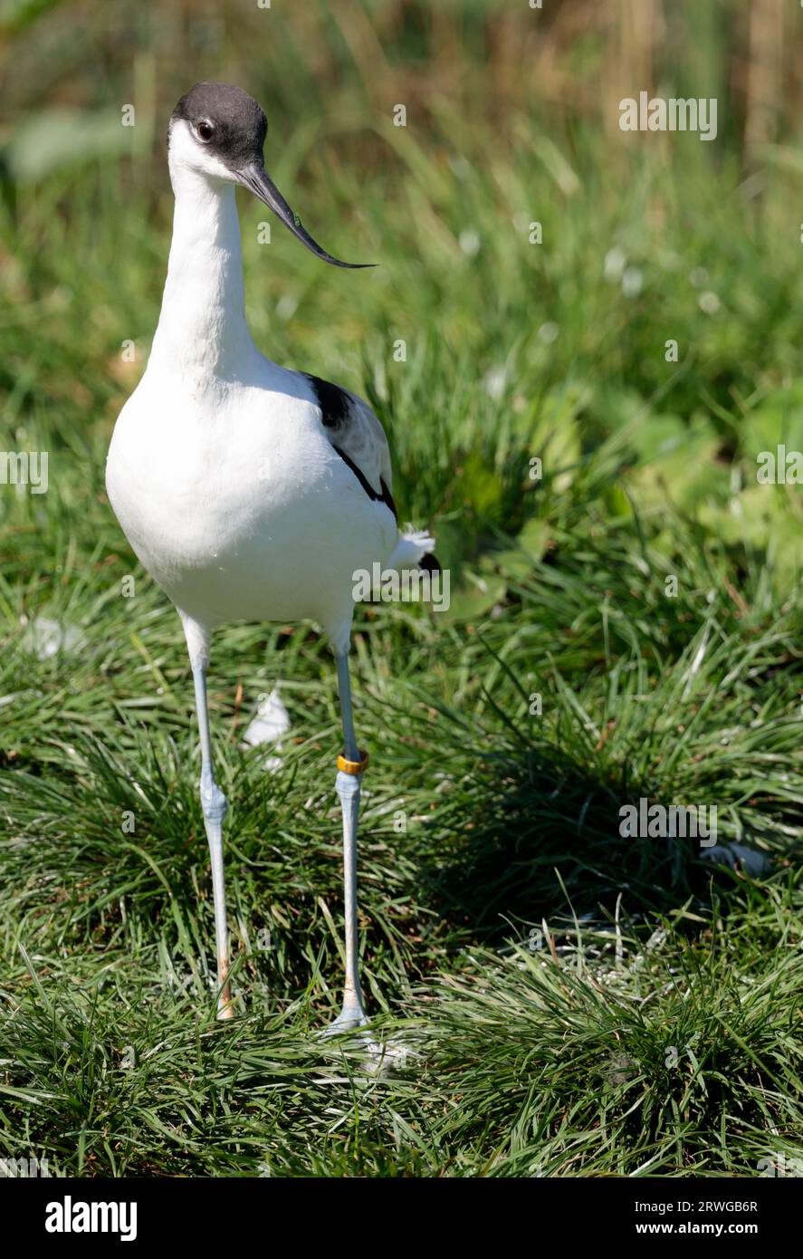 Avocet Recurvirostra avosetta, gefangener Watvogel mit schwarz-weißem Gefieder, langen blauen Beinen, feinem, nach oben gewölbtem schwarzen Schirm und langem Hals Stockfoto