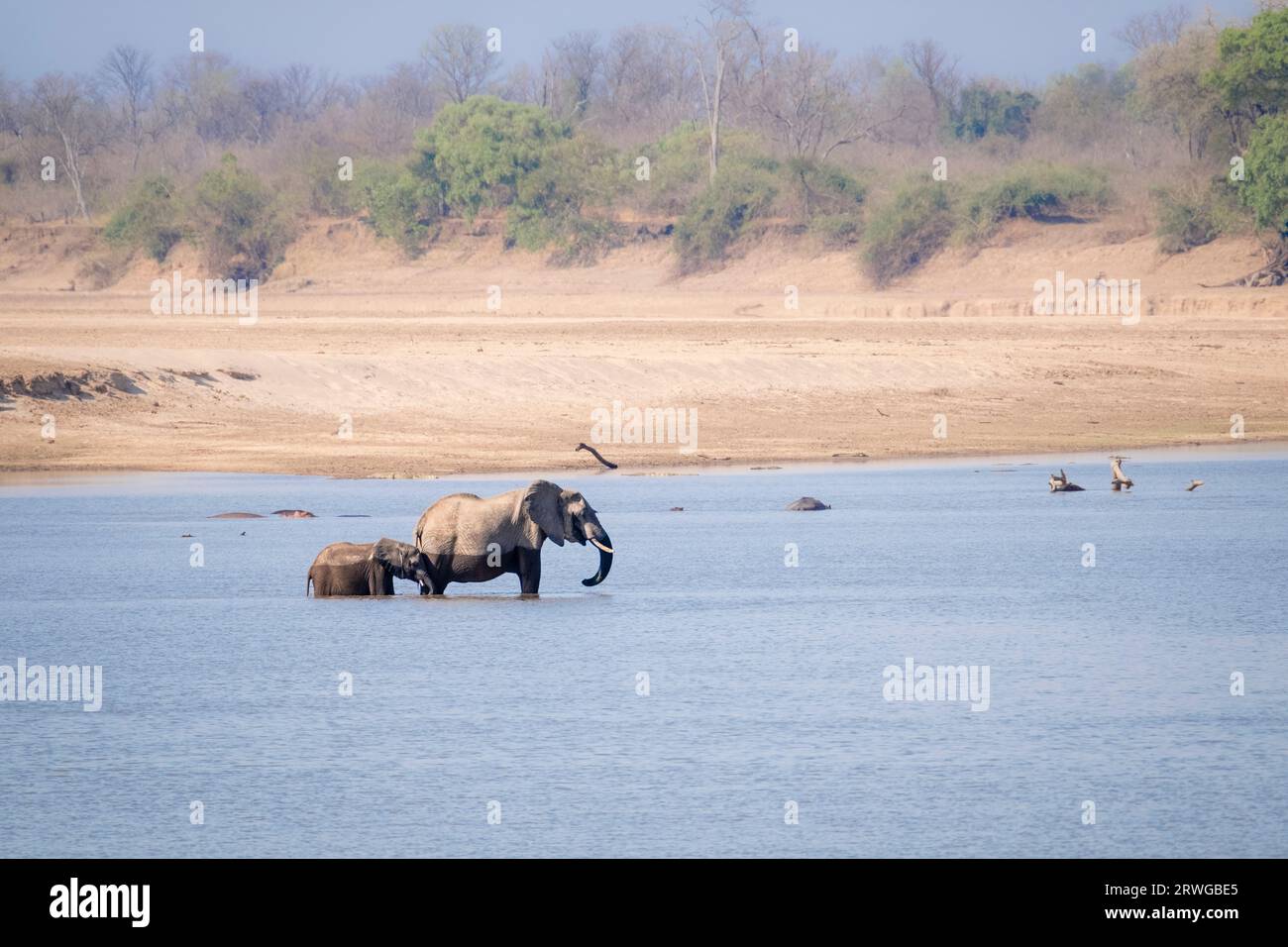 Elefanten, die einen Fluss überqueren. Erwachsener wilder Elefant mit einem Baby, Kalb, Loxodonta Africana. Seitenansicht der Tiere. Lower Sambezi National Park, Sambia Stockfoto