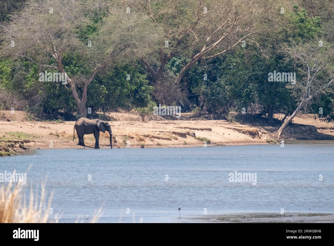 Elefant, Loxodonta Africana, Trinkwasser am Zambezi-Fluss am Ufer des Flusses in Sambia. Lower Zambezi National Park, Sambia Stockfoto