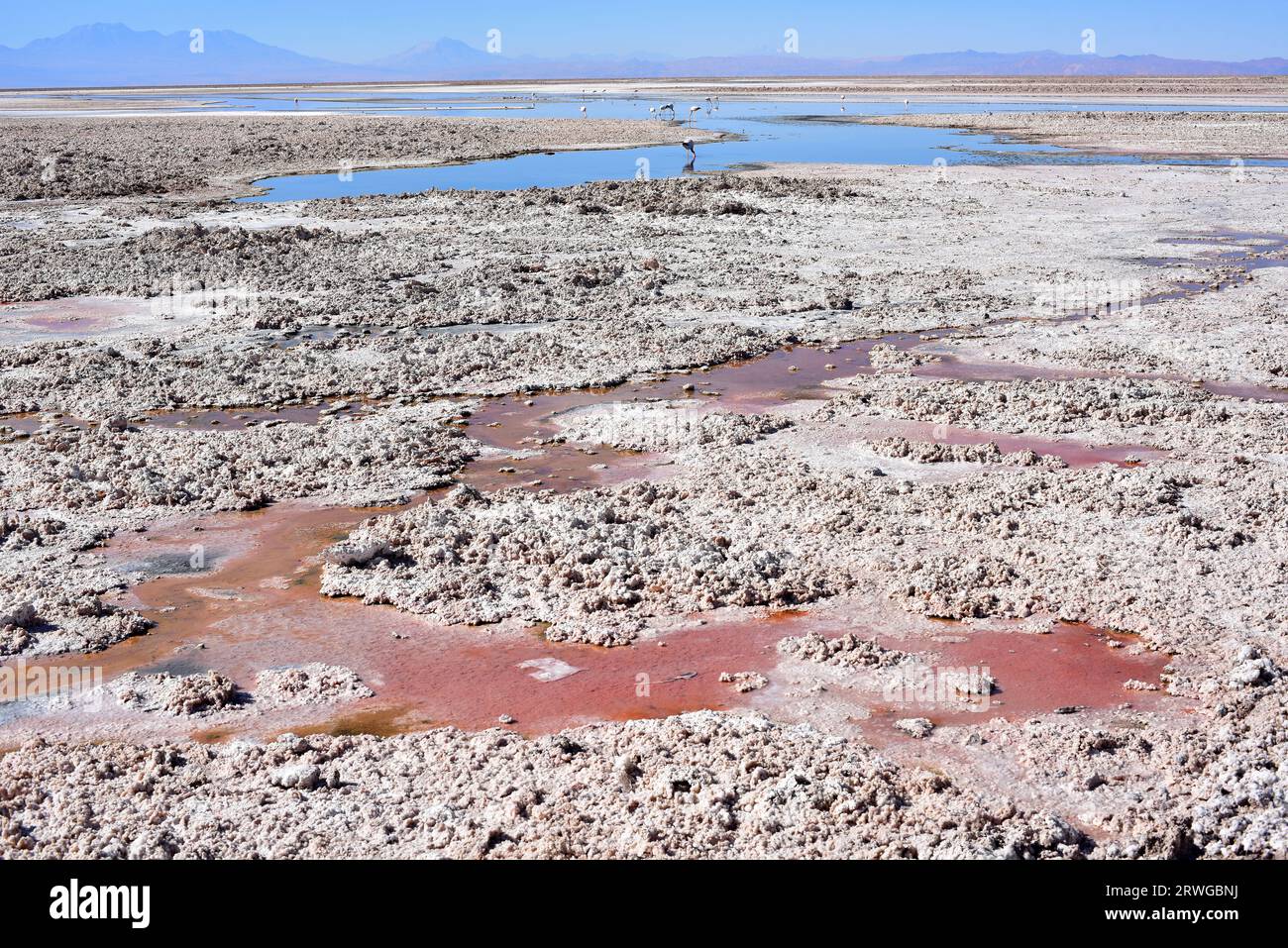 Laguna Chaxa ist eine Bracklagune in der Atacama-Wüste. Extremophile Mikroorganismen. Reserva Nacional Los Flamencos, San Pedro de Atacama, El Loa, Antofa Stockfoto