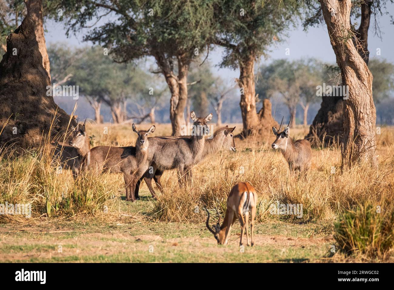 Gruppe von Wasserböcken (Kobus ellipsiprymnus) versammeln sich in der wunderschönen Umgebung in der afrikanischen Wildnis. Lower Zambezi National Park, Sambia Stockfoto