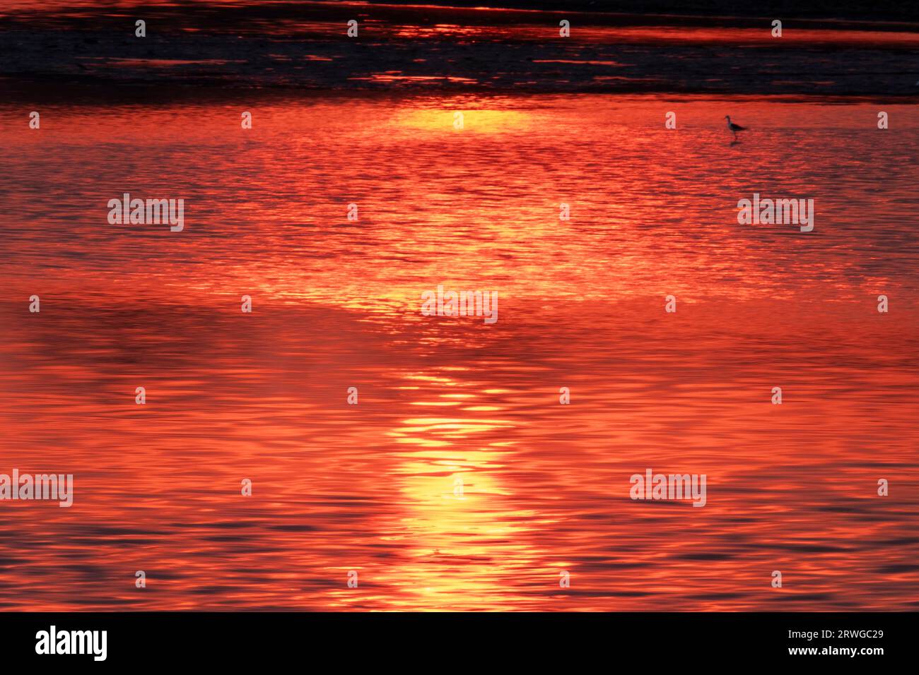 Afrikanischer Sonnenuntergang farbenprächtige Reflexion des Himmels im Wasser. Ein Vogel spaziert im Wasser. South Luangwa National Park, Sambia Stockfoto
