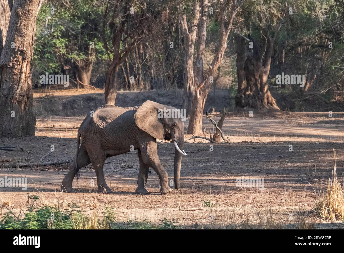 Elefant (Loxodonta africana) bei einem Spaziergang durch den afrikanischen Wald im sanften Licht des Sonnenuntergangs. Lower Zambezi National Park, Sambia Stockfoto