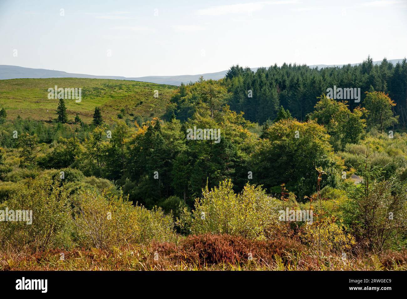 Cavan Burren Park, Geopark, Blacklion, Co Cavan, Irland, Stockfoto