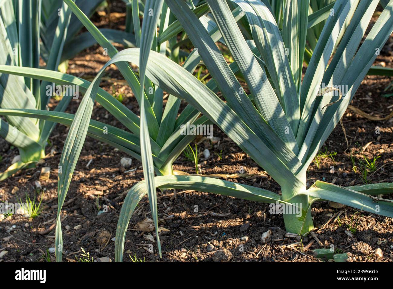 Natürliche Nahaufnahmen von „Blauwgroene Winter Bandit“, Allium porrum „Blauwgroene Winter Bandit“, bei spätsommerem Sonnenschein Stockfoto