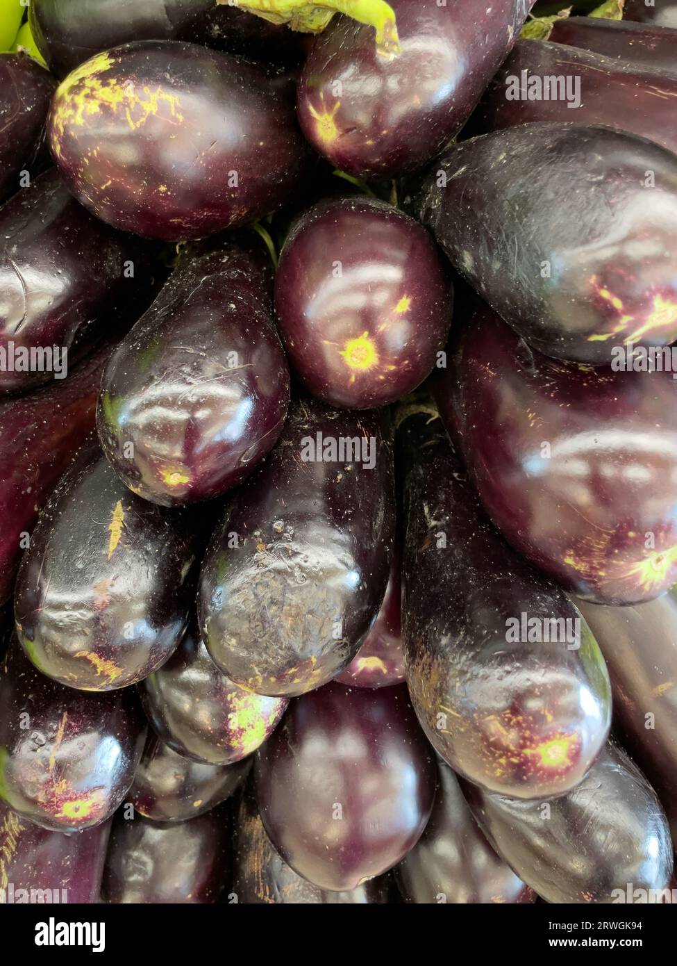 Nahansicht einer Gruppe von frisch-biologischer roher Reifer Aubergine Stockfoto