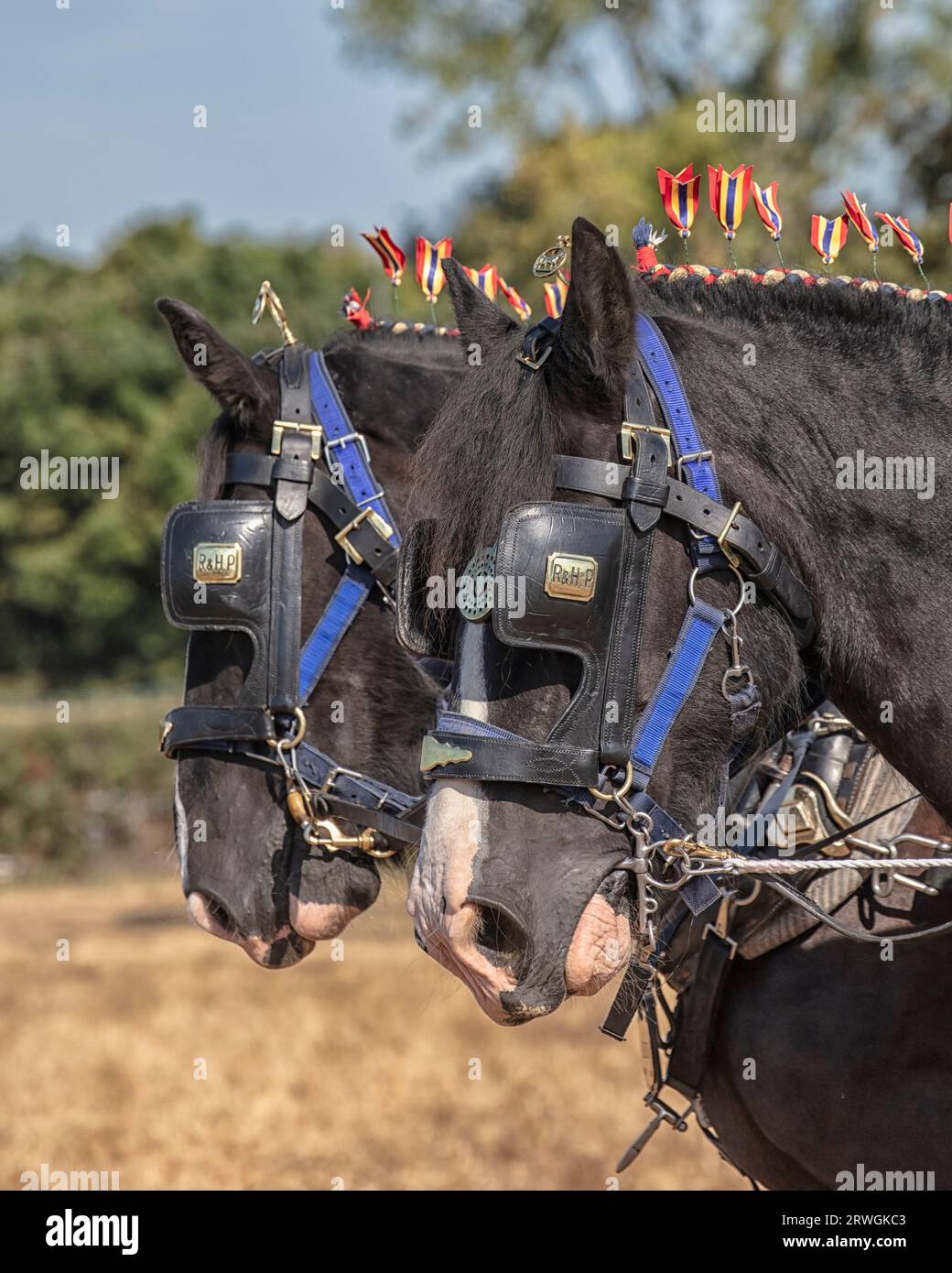 Landwirtschaftsmesse in Partridge Green Stockfoto