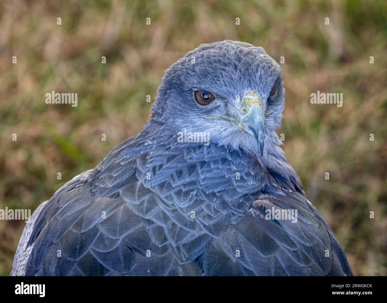 Graues Hawk-Portrait Stockfoto