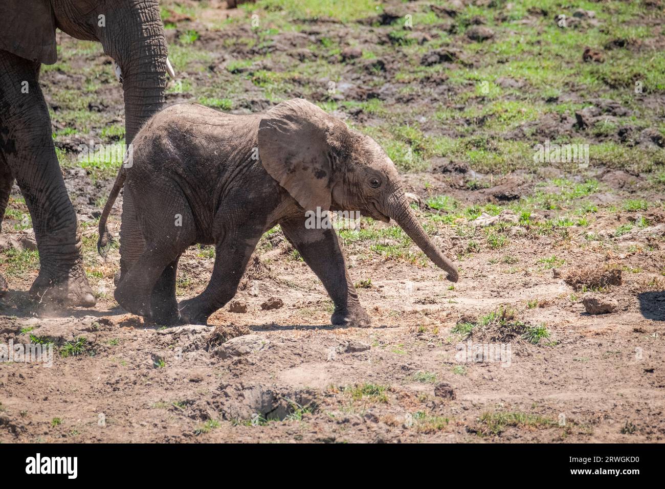Elefantenbaby (Loxodonta africana) läuft nach rechts. Seitenansicht des Jungtieres. Lower Zambezi National Park, Sambia Stockfoto
