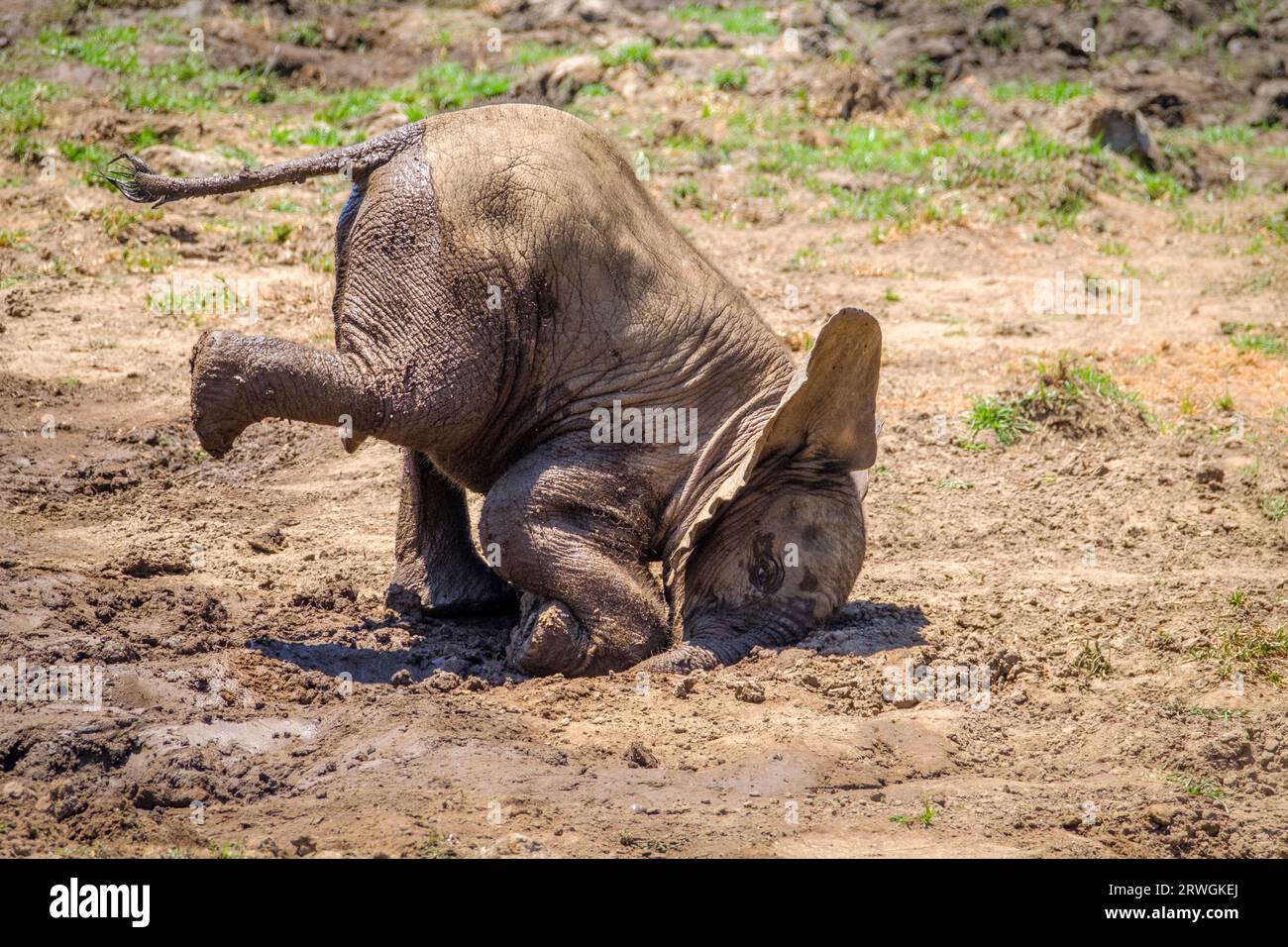 Elefantenbabys (Loxodonta africana) stecken den Kopf in den Schlamm. Elefantenkalb spielt im Schlamm. Lower Zambezi National Park, Sambia, Afrika Stockfoto