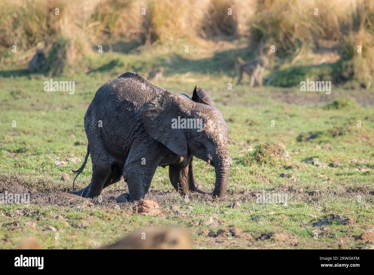 Elefantenbaby (Loxodonta africana) spielt im Schlamm. Das junge Tier ist nass und voller Schlamm. Lower Zambezi National Park, Sambia Stockfoto