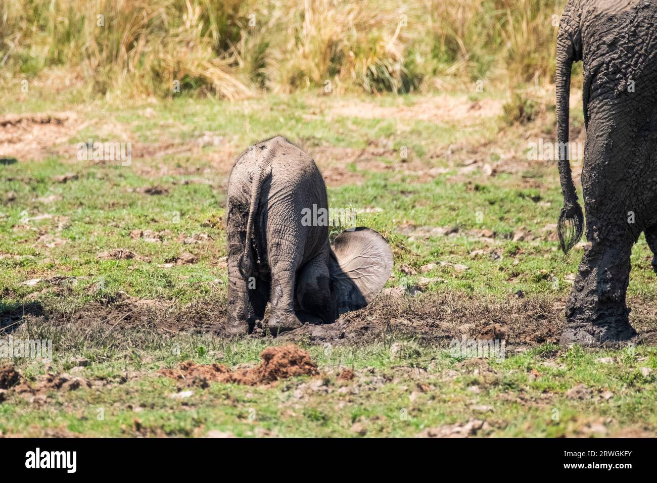 Elefantenbabys (Loxodonta africana) spielen im Schlamm. Steckt seinen Kopf in den Schlamm. Lower Zambezi National Park, Sambia Stockfoto