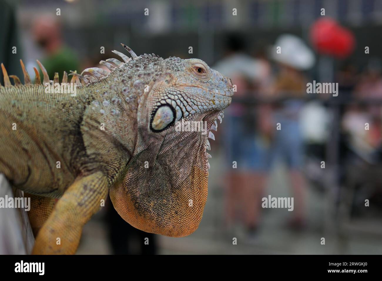 Wilde Leguane, wie sie im Parque seminario, auch bekannt als Parque de las Iguanas, zu sehen sind Stockfoto