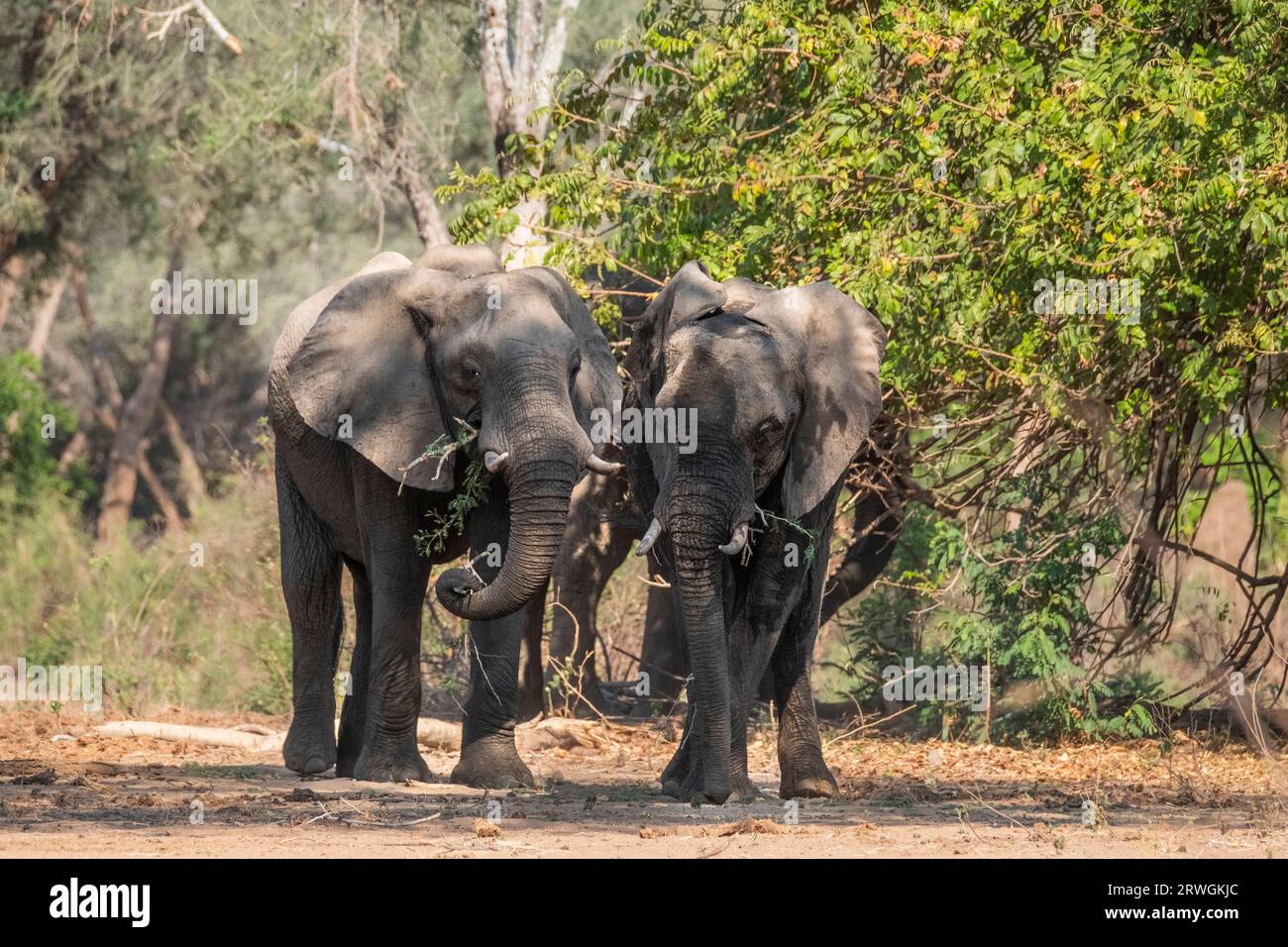 Zwei Elefanten (Loxodonta africana) stehen zusammen im Akazienalbida-Wald des Unteren Zambezi-Nationalparks, Sambia Stockfoto