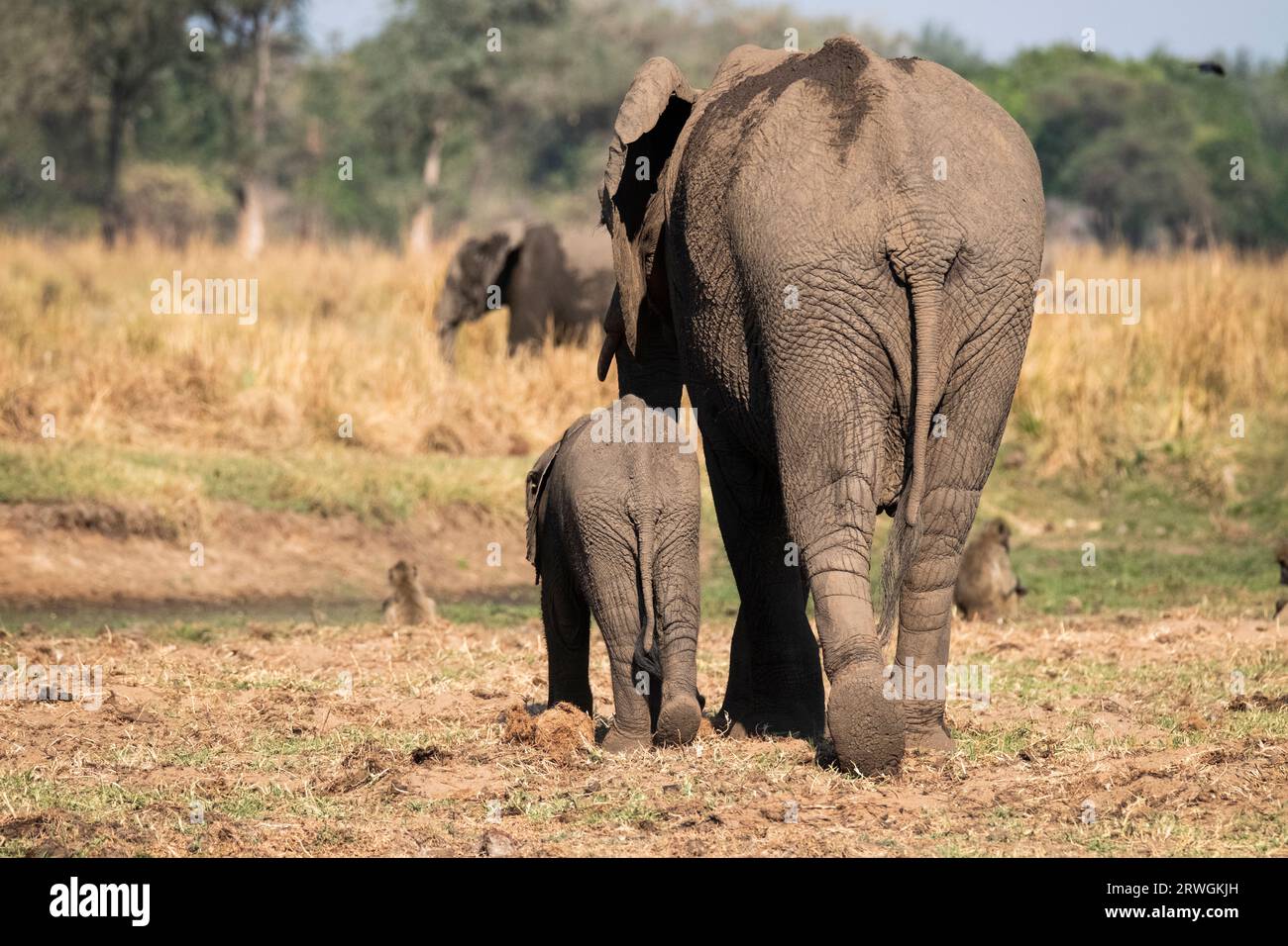 Elefantenkuh geht mit ihrem Elefantenbaby auf der linken Seite durch die afrikanische Savanne. Lower Zambezi National Park, Sambia Stockfoto
