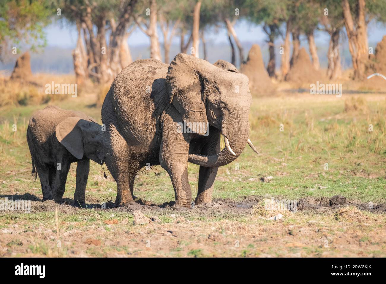 Zwei Elefanten (Loxodonta africana), die in Feuchtgebieten stehen und ihren Körper zum Schutz vor Insekten und Parasiten mit Schlamm besprühen. Lower Sambezi, Sambia Stockfoto