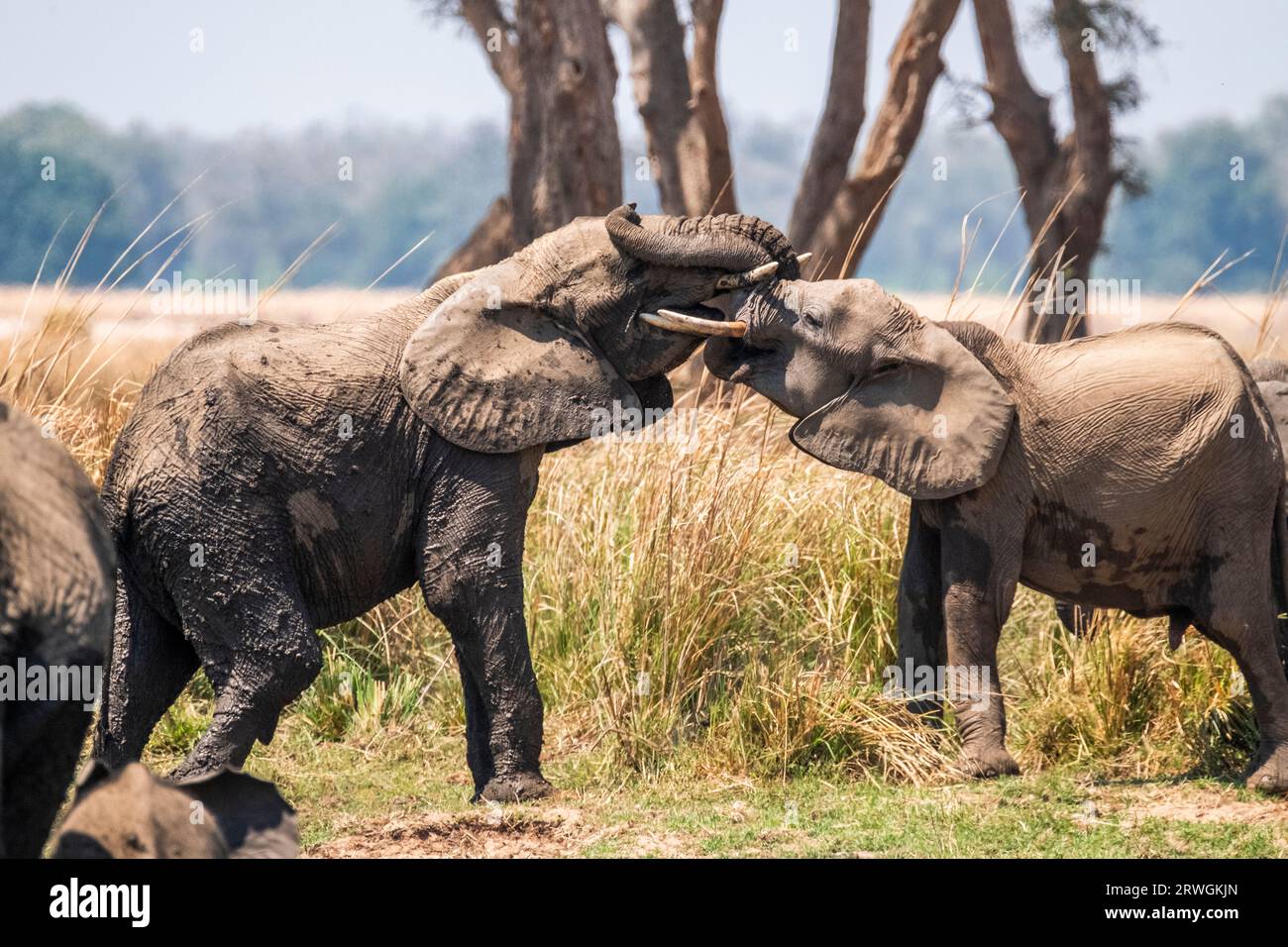 Elefanten kämpfen (Loxodonta africana) Elefantenbabys kämpfen. Lower Zambezi National Park, Sambia. Stockfoto