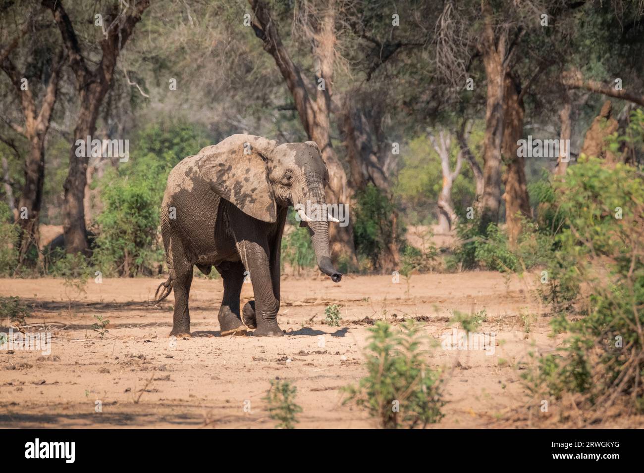 Elefant (Loxodonta africana) bei einem Spaziergang durch den Wald der afrikanischen Akazien Albida im sanften Licht des Sonnenuntergangs. Lower Zambezi National Park, Sambia Stockfoto