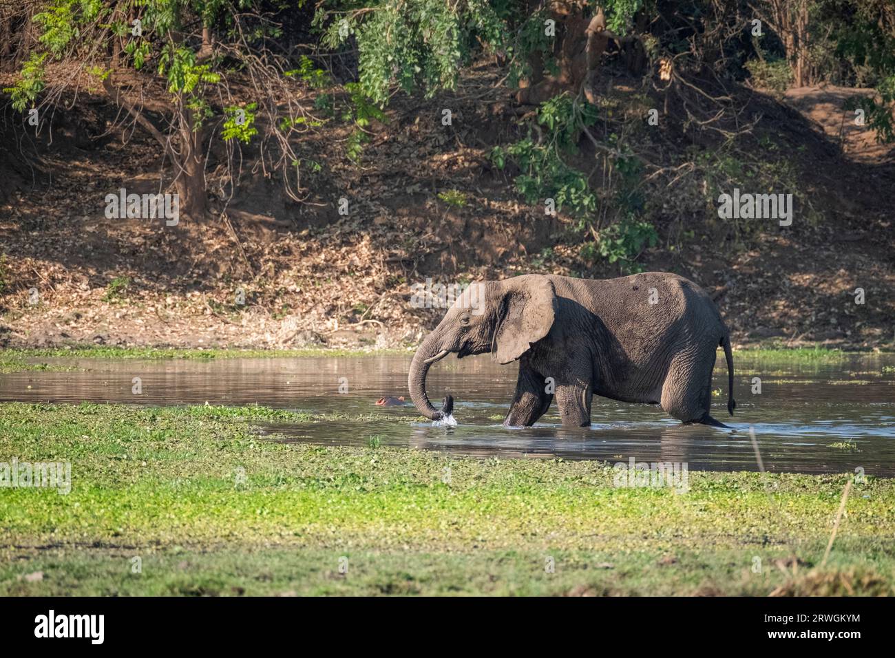 Elefanten waten durch das Wasser. Spritzwasser. Von rechts nach links. Lower Zambezi National Park, Sambia Stockfoto