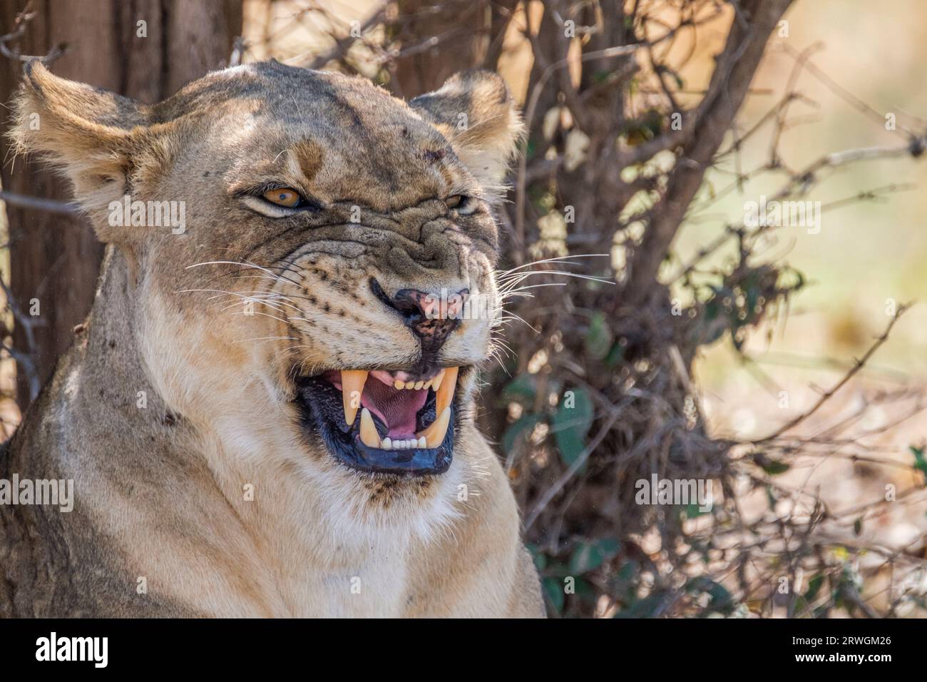 Löwe schnarrt (Panthera leo), Löwe ruht im Schatten unter einem Baum. Sie zeigt ihre Zähne. South Luangwa National Park, Sambia Stockfoto