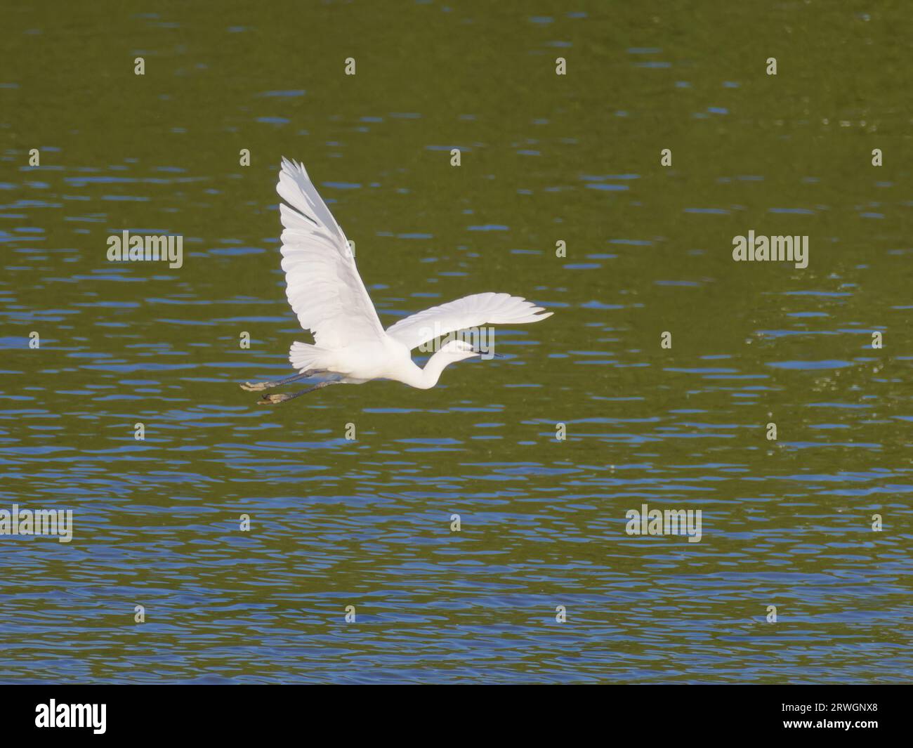 Little Egret - im Flug über Wasser Egretta garzetta Abberton Resevoir, Essex, UK BI036822 Stockfoto