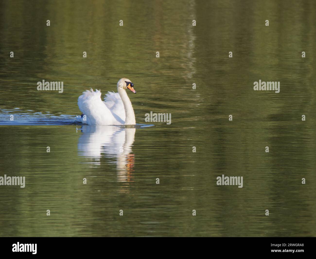 Mute Swan – Swimming Wings up Cygnus olor Abberton Reservoir, Essex, UK BI036968 Stockfoto