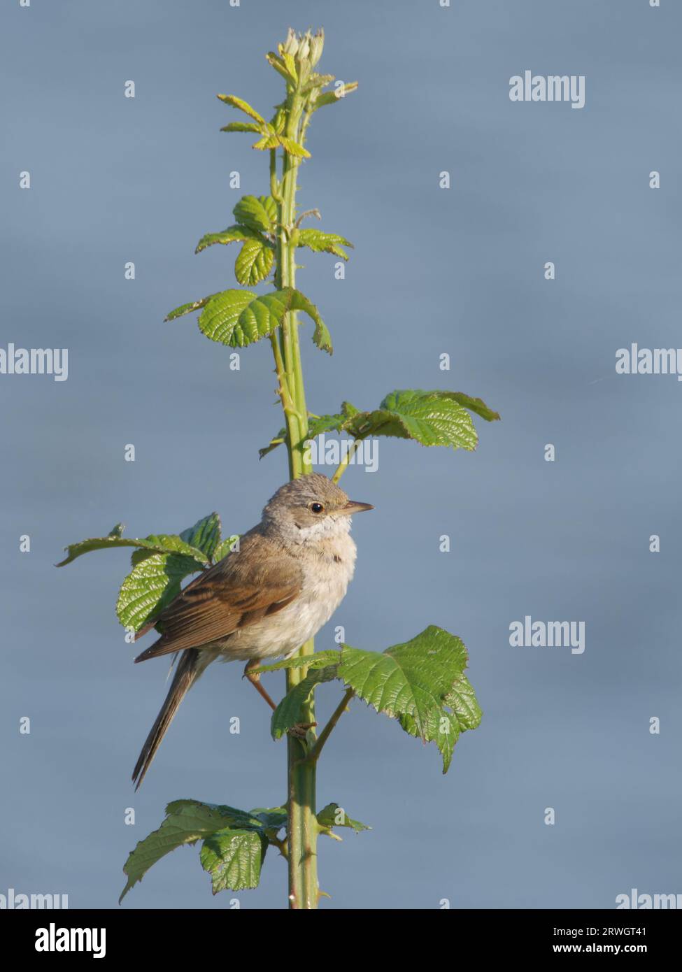 Whitethroat Sylvia communis Abberton Reservoir, Essex, UK BI037016 Stockfoto