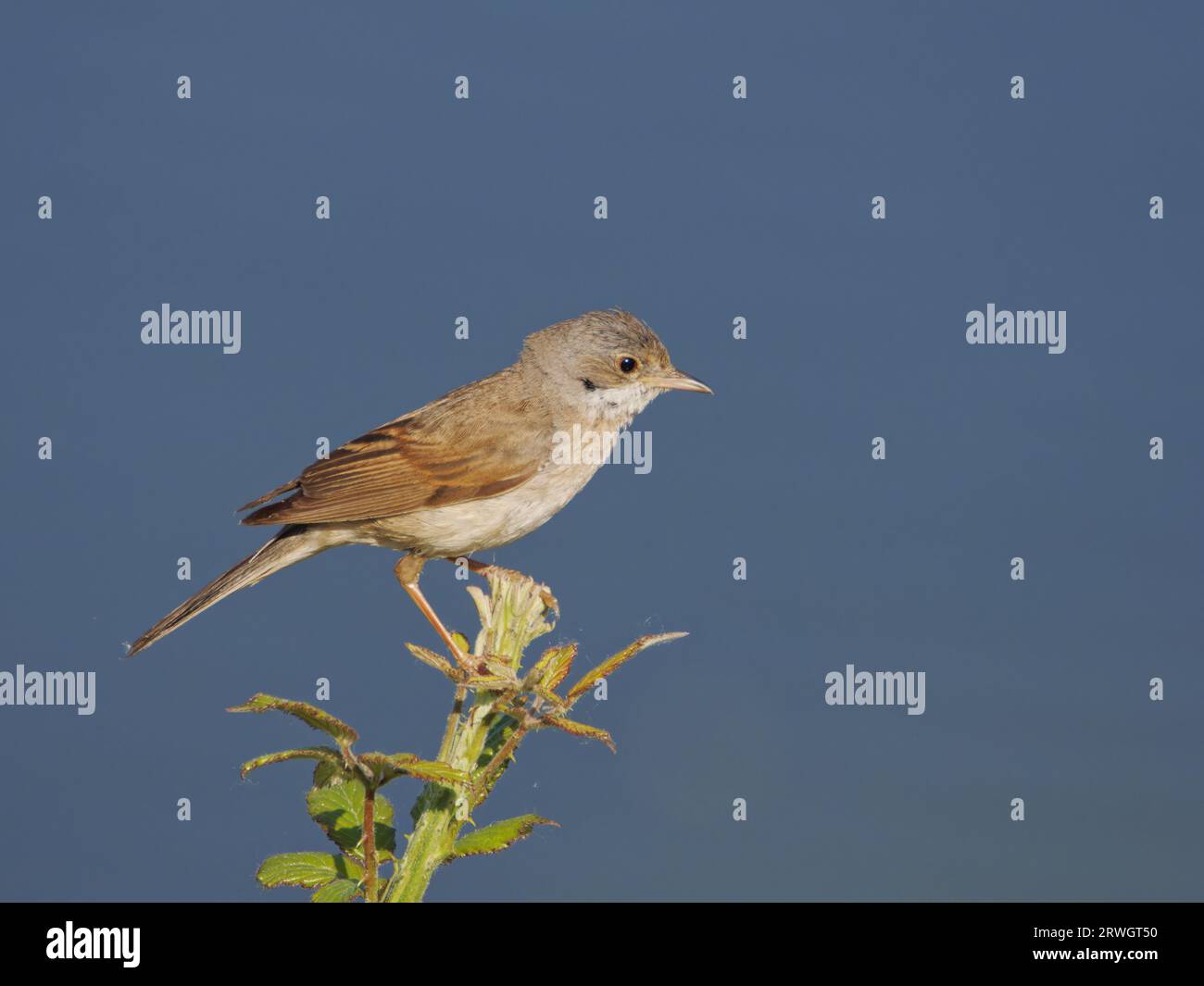 Whitethroat Sylvia communis Abberton Reservoir, Essex, UK BI037021 Stockfoto