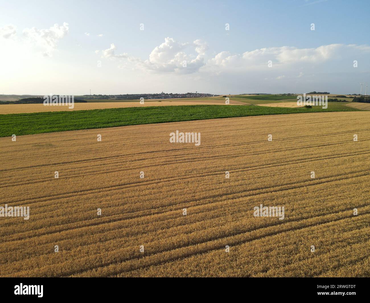 Luftaufnahme reifer Felder und grüner Maisfelder im Sommer Stockfoto